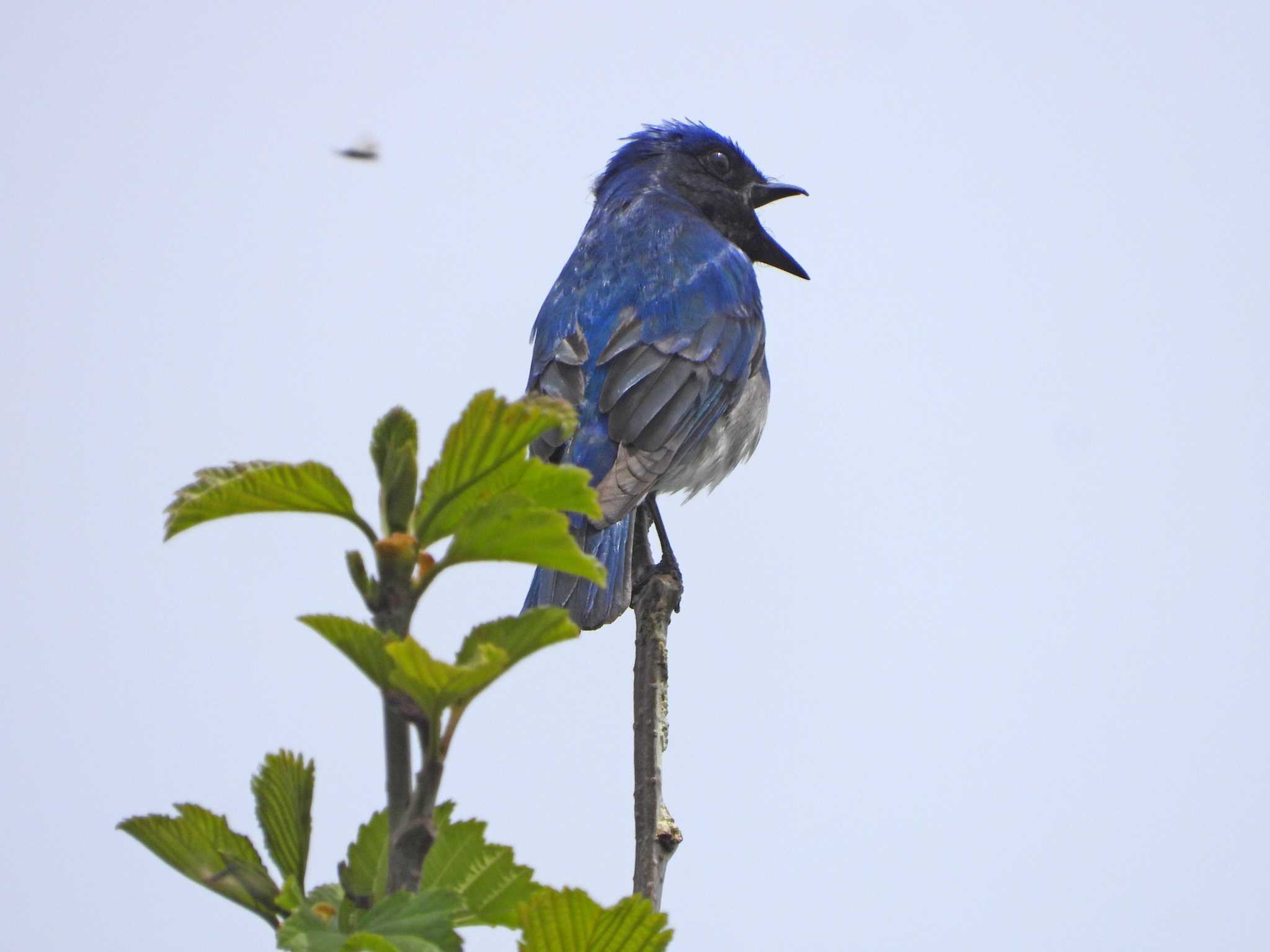 Photo of Blue-and-white Flycatcher at 宮城蔵王 by くーちゃんねる