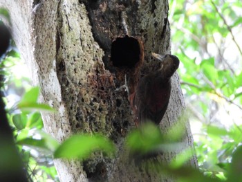 Okinawa Woodpecker Hijiotaki Sun, 5/19/2024
