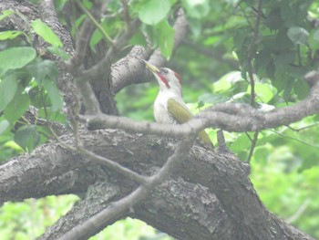 Japanese Green Woodpecker Showa Kinen Park Sun, 5/19/2024