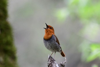 Japanese Robin 上高地 Sun, 5/19/2024