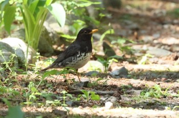 Sat, 5/18/2024 Birding report at 5月の八ヶ岳山麓