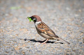 Eurasian Tree Sparrow 黒浜沼 Fri, 5/17/2024