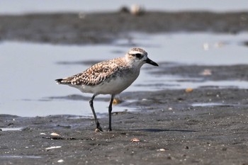 ダイゼン ふなばし三番瀬海浜公園 2024年5月18日(土)