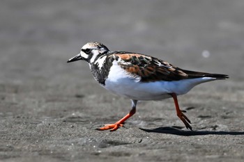 キョウジョシギ ふなばし三番瀬海浜公園 2024年5月18日(土)