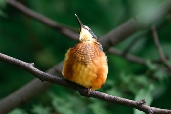 カワセミ 善福寺公園 2024年5月19日(日)