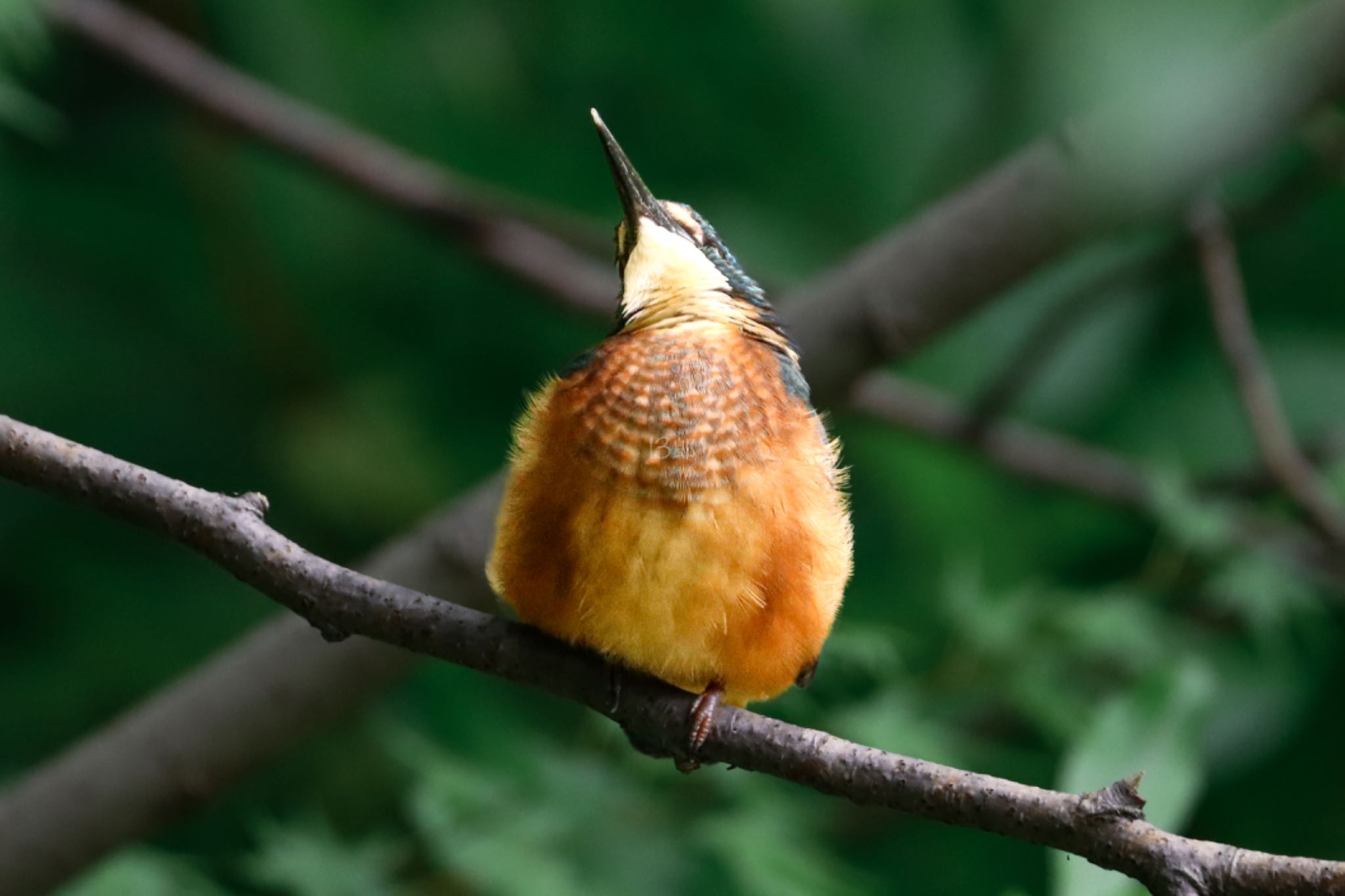 Common Kingfisher