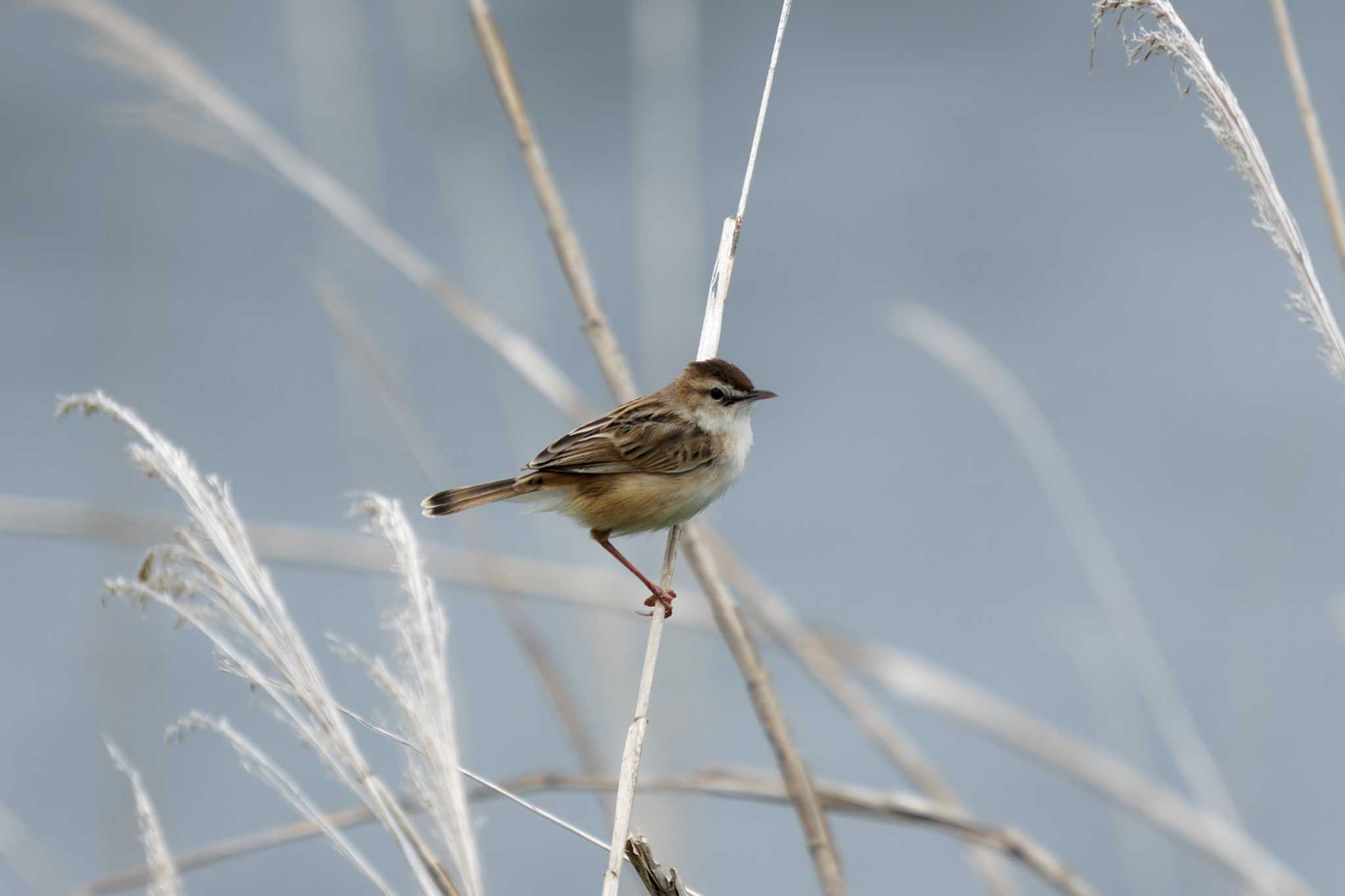 Photo of Zitting Cisticola at 羽村堰 by たねもみちゃん