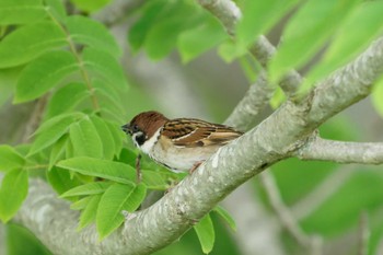 Eurasian Tree Sparrow 羽村堰 Mon, 5/6/2024