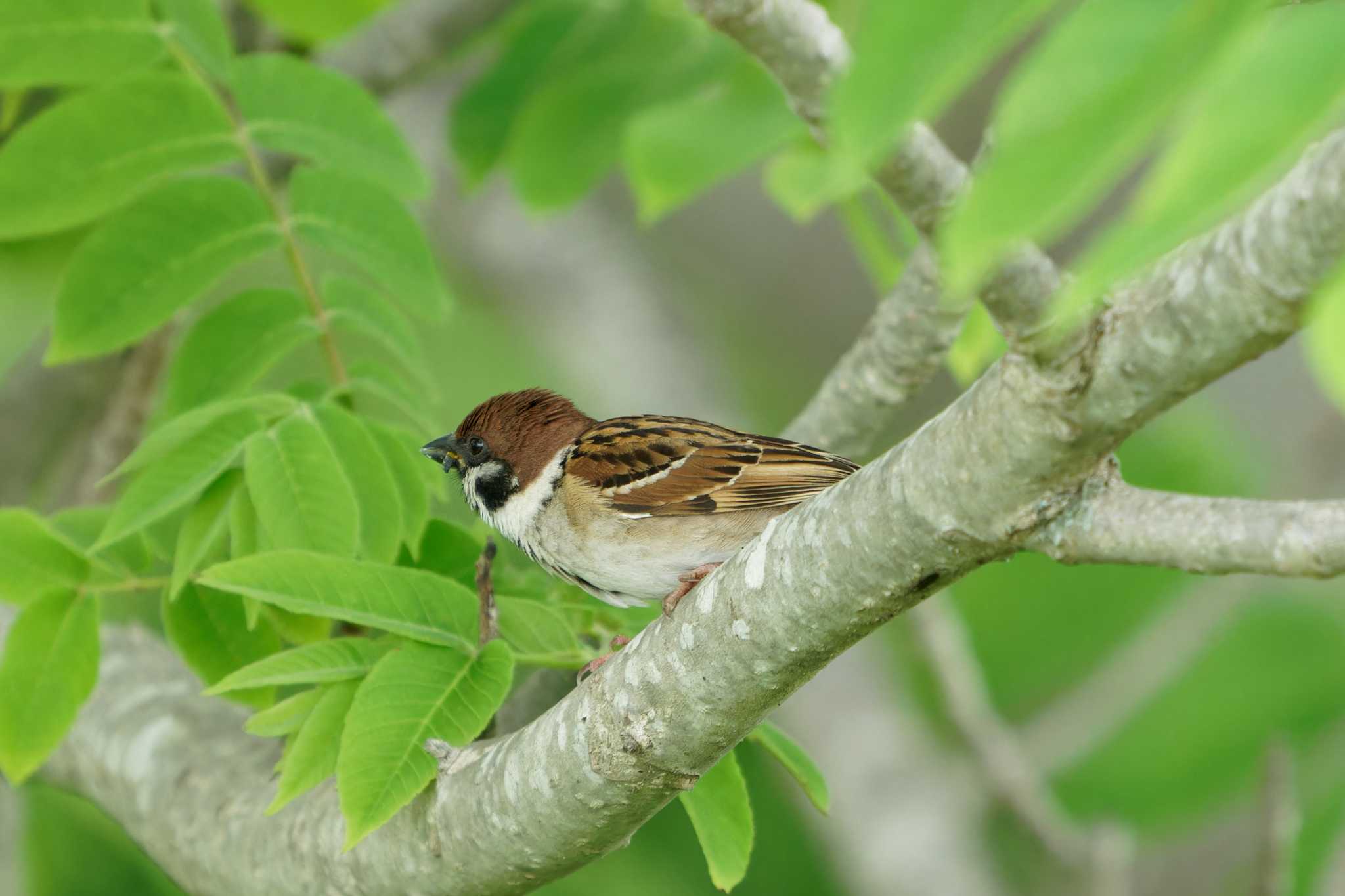 Photo of Eurasian Tree Sparrow at 羽村堰 by たねもみちゃん