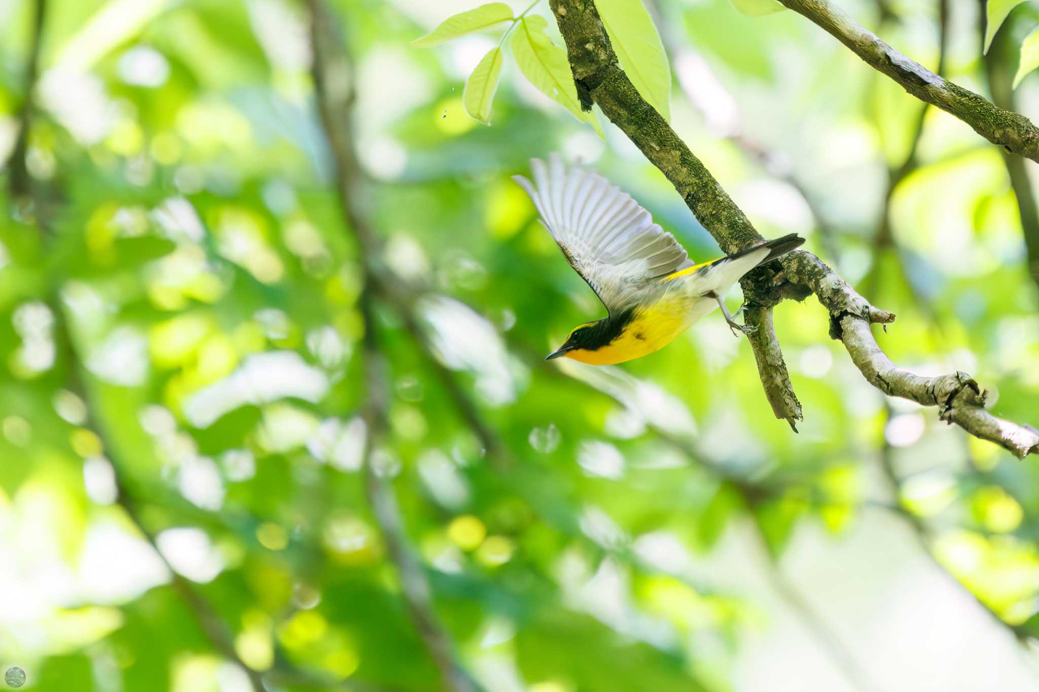 Narcissus Flycatcher