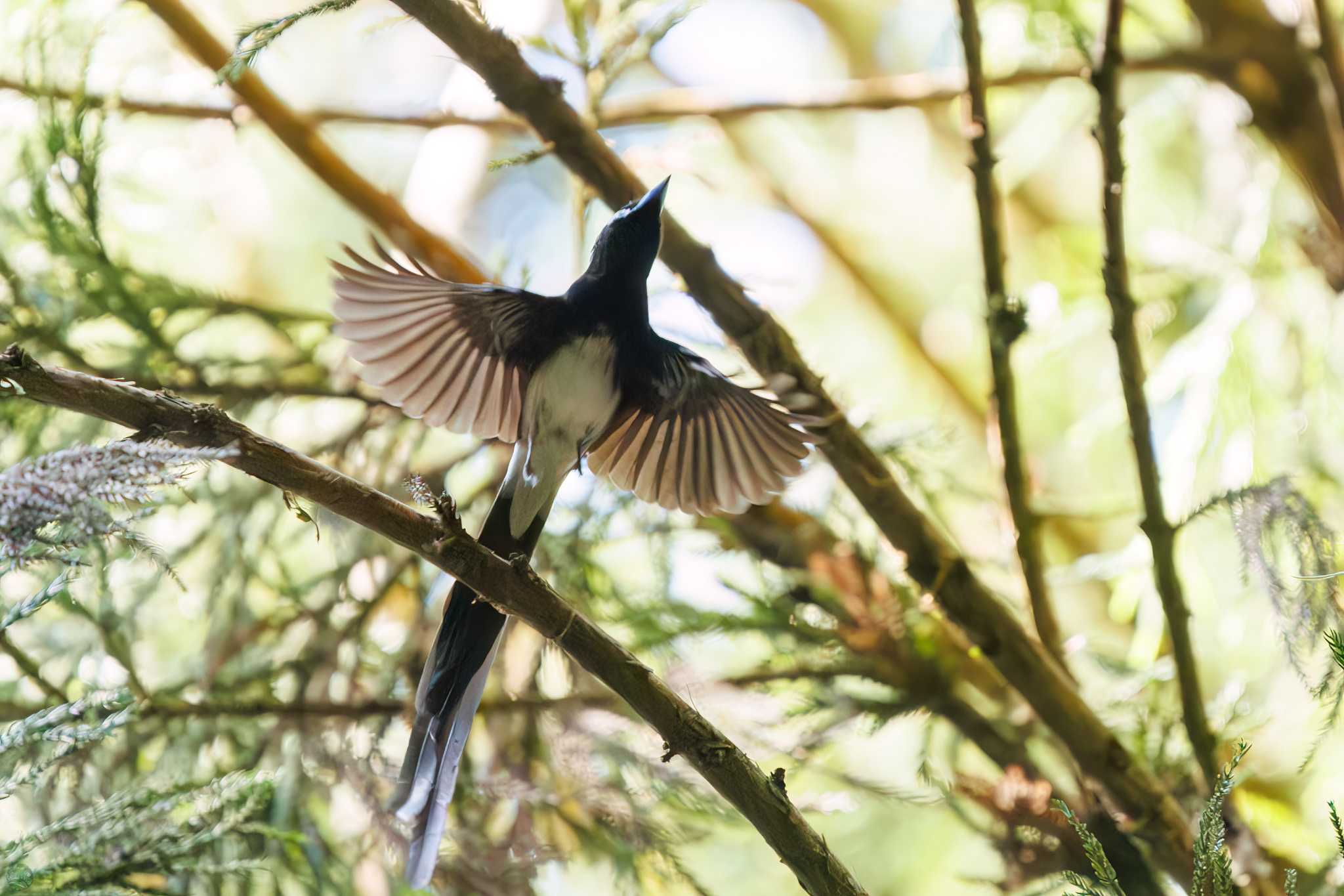 Black Paradise Flycatcher