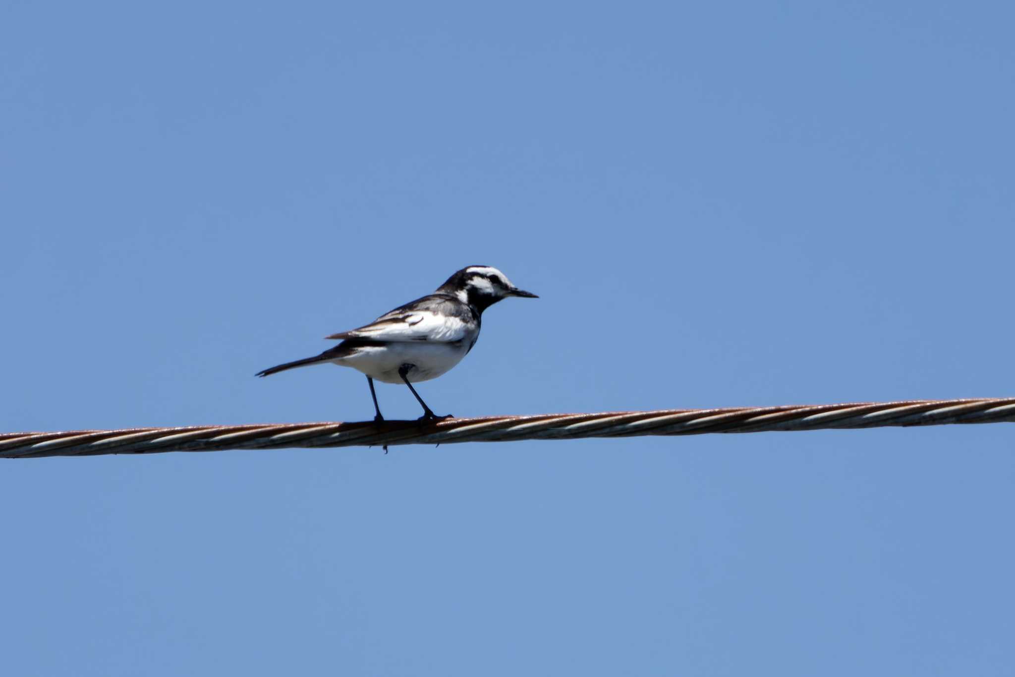 Photo of White Wagtail at Hayatogawa Forest Road by たねもみちゃん