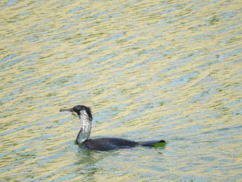 カワウ 大阪城公園 2018年2月23日(金)