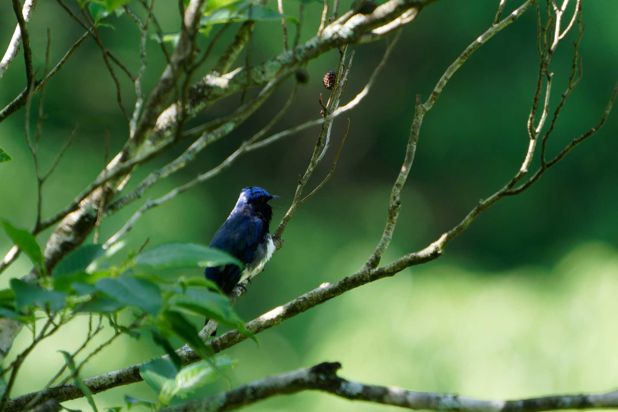 Photo of Blue-and-white Flycatcher at Hayatogawa Forest Road by たねもみちゃん