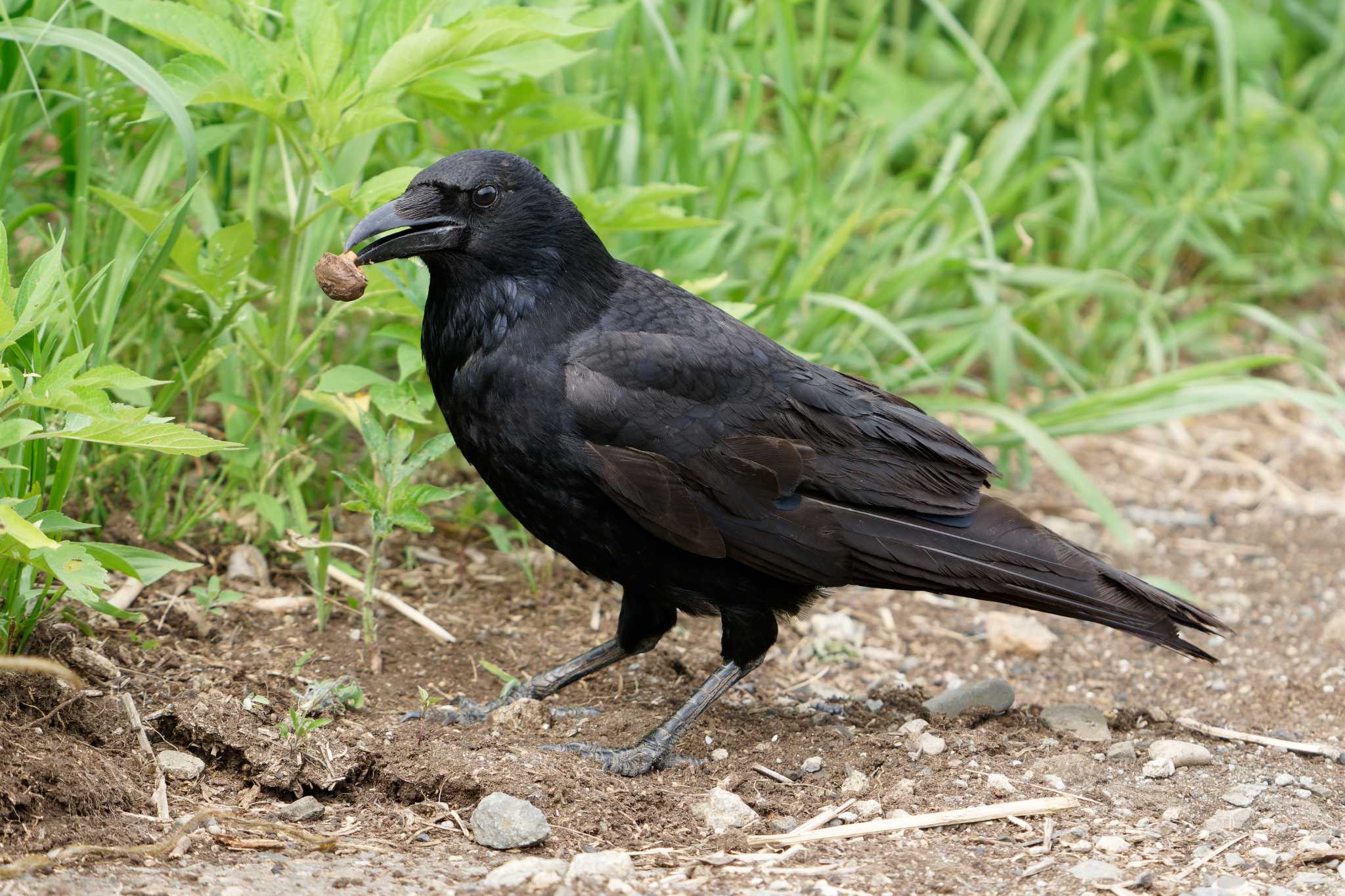 Photo of Large-billed Crow at 鶴見川(早渕川合流地点) by たねもみちゃん