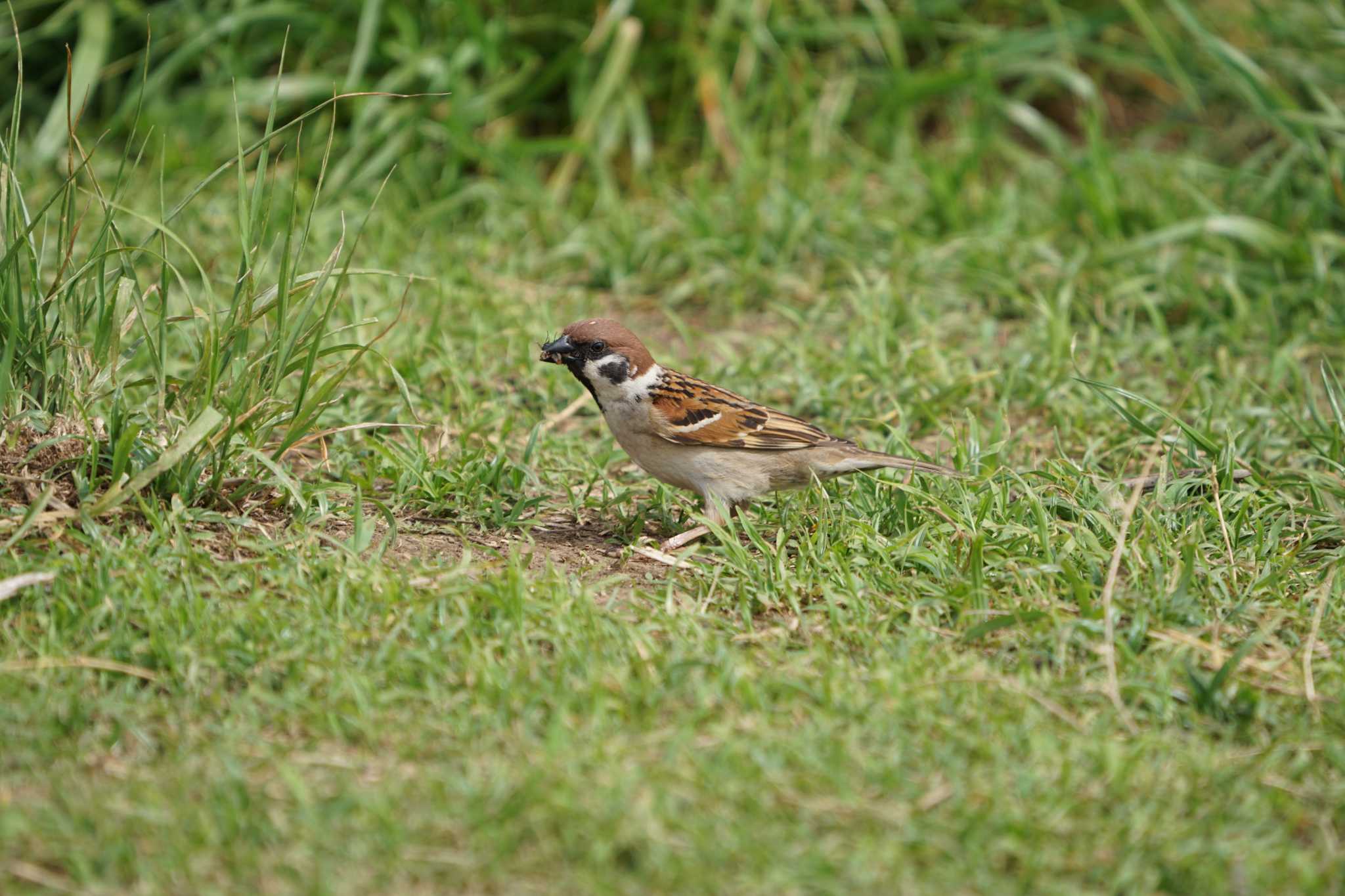 Photo of Eurasian Tree Sparrow at 鶴見川(早渕川合流地点) by たねもみちゃん