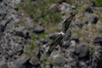 2024年5月18日(土) 積丹半島の野鳥観察記録