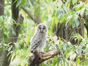 Ural Owl 三鷹 Sun, 5/19/2024