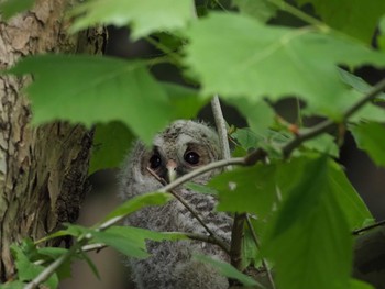 Ural Owl 三鷹 Sun, 5/19/2024