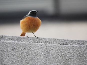 ジョウビタキ 淡路景観園芸学校 2018年1月7日(日)