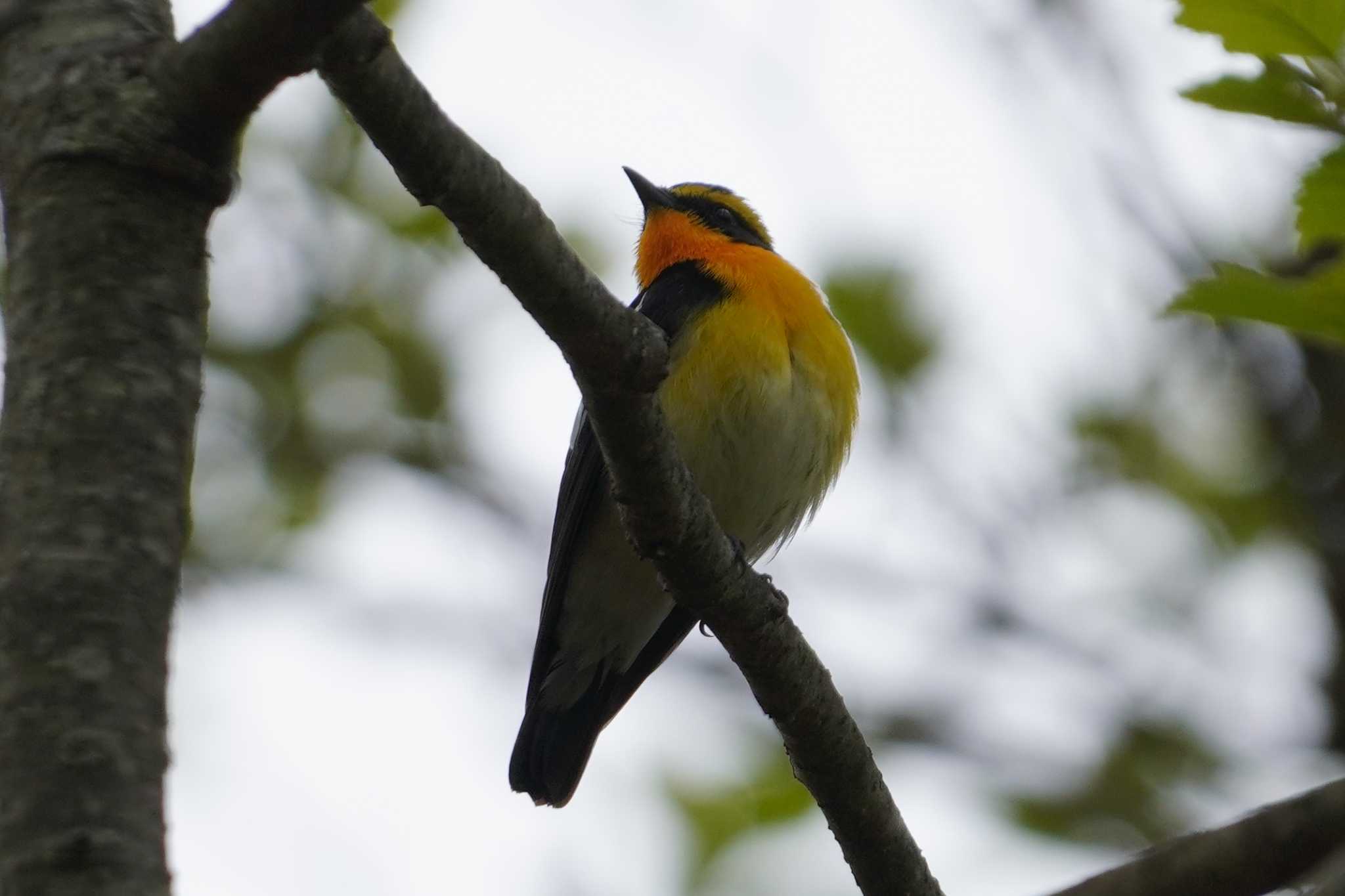 Narcissus Flycatcher