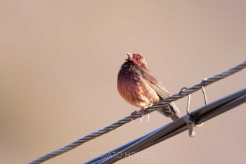 Dark-breasted Rosefinch