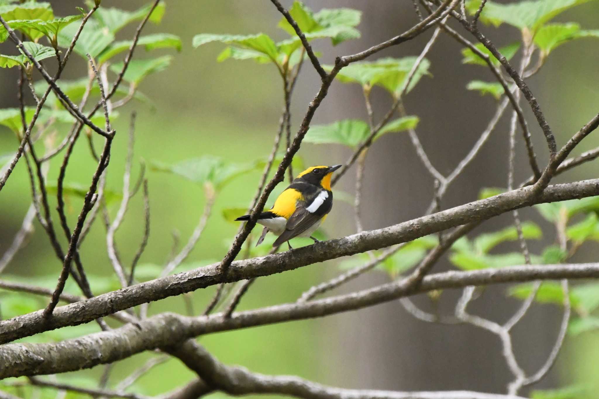 Photo of Narcissus Flycatcher at 栃木県民の森 by すずめのお宿
