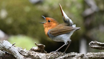 Sun, 5/19/2024 Birding report at 長野県南佐久