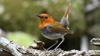 Japanese Robin 長野県南佐久 Sun, 5/19/2024