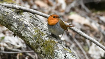 Japanese Robin 長野県南佐久 Sun, 5/19/2024