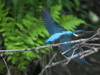 Sun, 5/19/2024 Birding report at 福井緑地(札幌市西区)