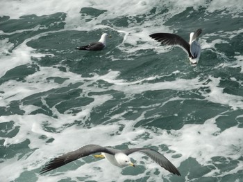 ウミネコ 鳴門海峡 2018年3月4日(日)