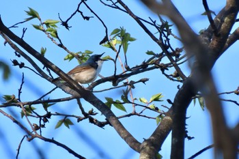 Siberian Blue Robin 井戸湿原 Fri, 5/3/2024