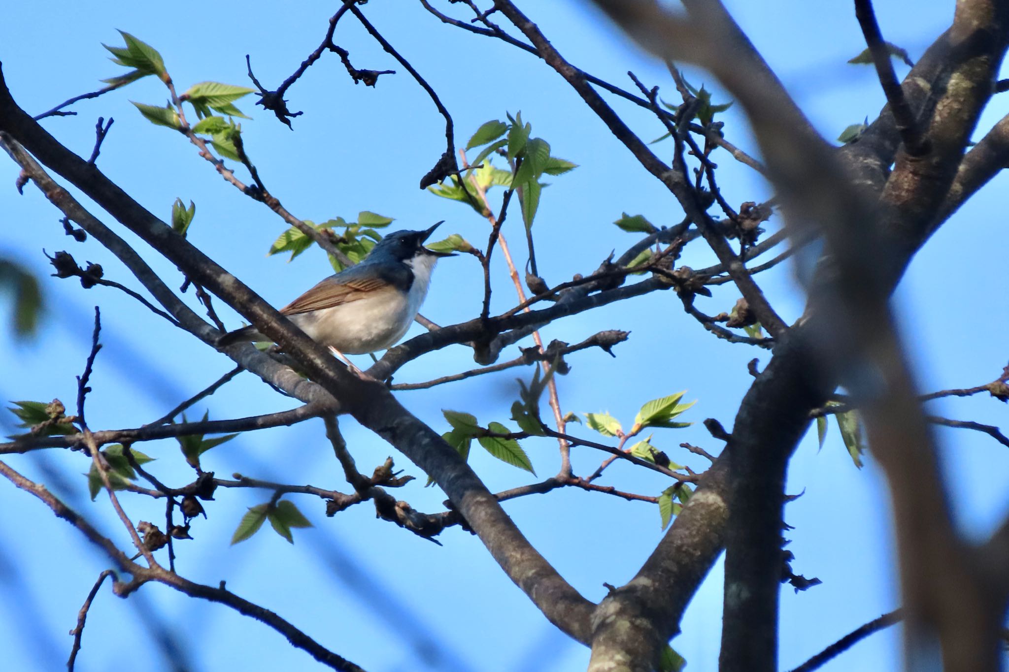 Siberian Blue Robin