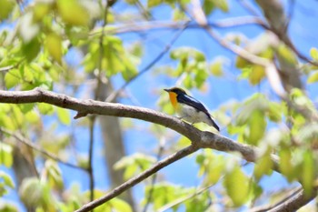 Narcissus Flycatcher 井戸湿原 Fri, 5/3/2024