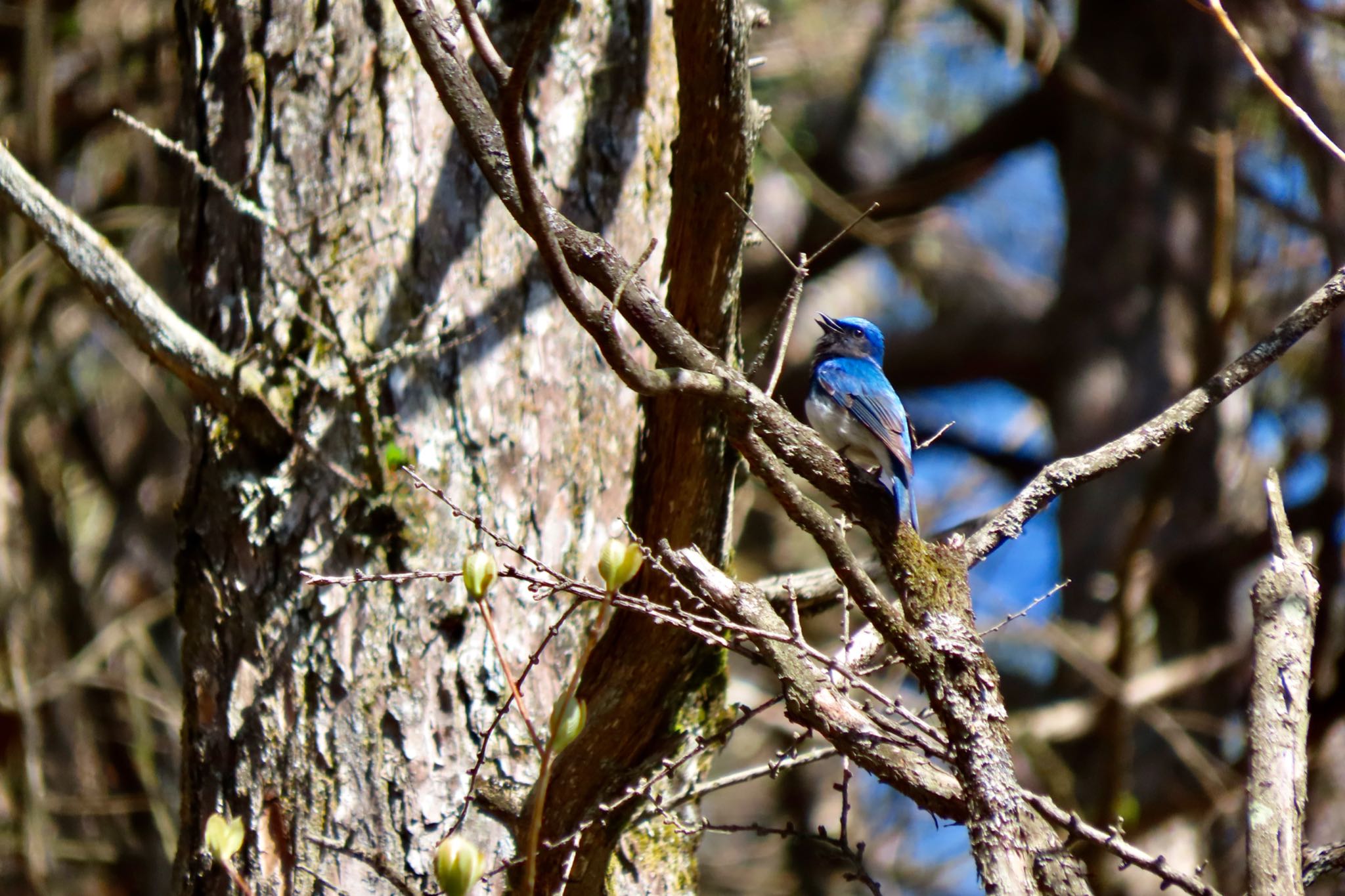 Photo of Blue-and-white Flycatcher at 井戸湿原 by 中学生探鳥家