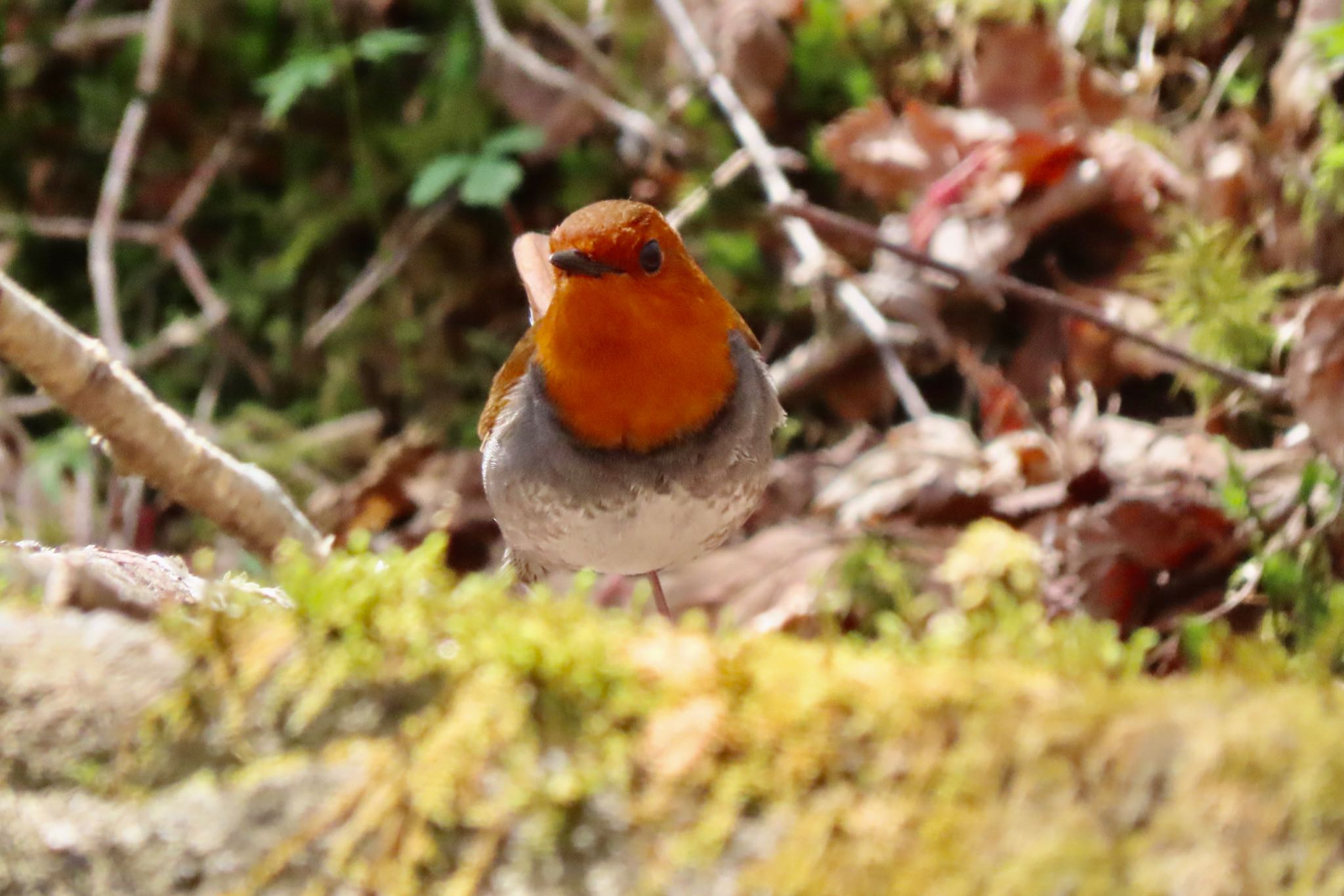 Japanese Robin