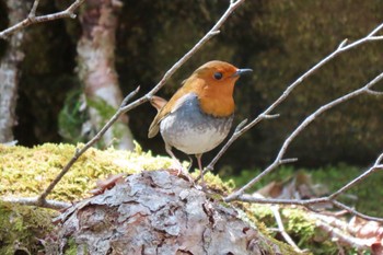 Fri, 5/3/2024 Birding report at 井戸湿原