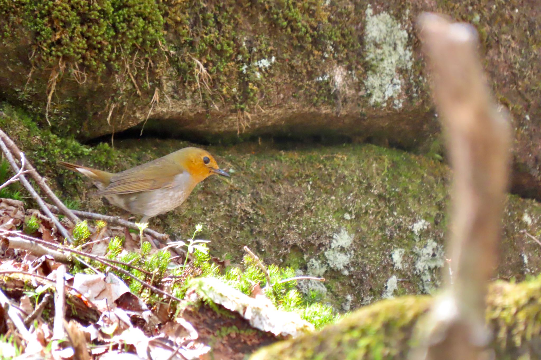 Japanese Robin