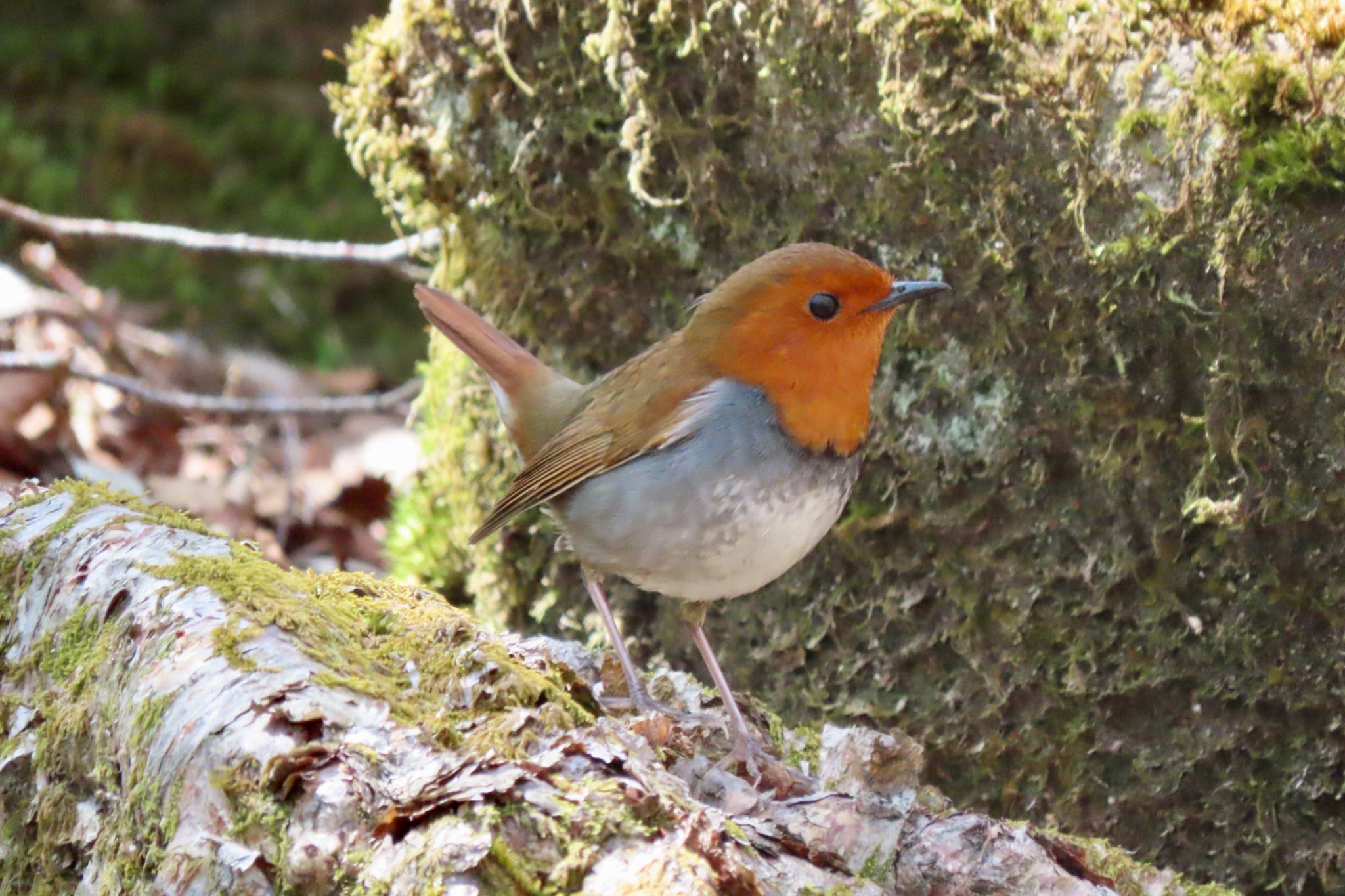 Japanese Robin