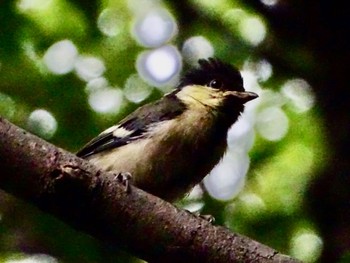 シジュウカラ 舞岡公園 2024年5月19日(日)