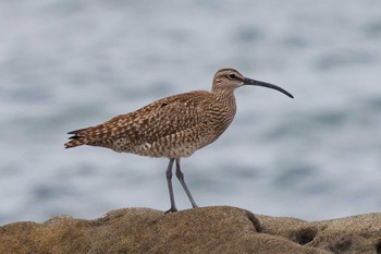 Sun, 5/19/2024 Birding report at Terugasaki Beach