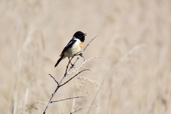 Amur Stonechat 奥日光 Sat, 5/4/2024