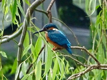 Common Kingfisher いたち川(横浜 本郷台) Sun, 5/19/2024