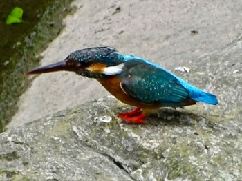 Common Kingfisher いたち川(横浜 本郷台) Sun, 5/19/2024