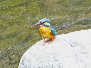 Common Kingfisher いたち川(横浜 本郷台) Sun, 5/19/2024