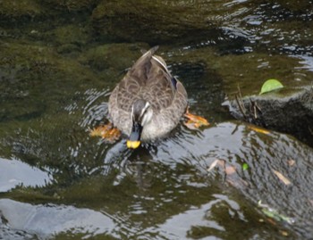 Eastern Spot-billed Duck いたち川(横浜 本郷台) Sun, 5/19/2024