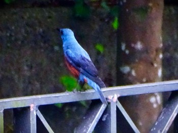 Blue Rock Thrush いたち川(横浜 本郷台) Sun, 5/19/2024