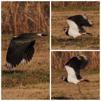 Northern Lapwing 埼玉県 Mon, 1/7/2019