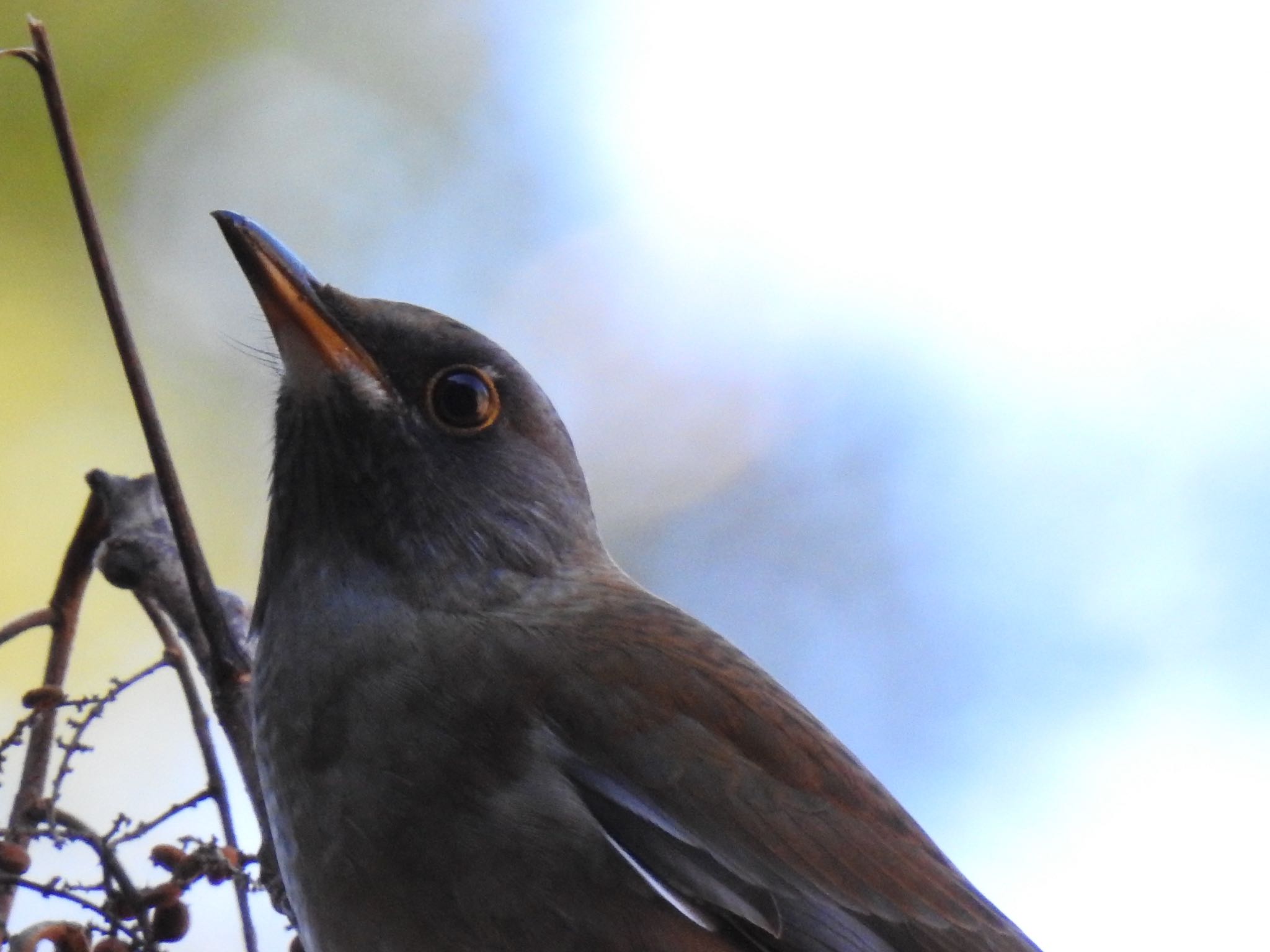 Photo of Pale Thrush at Hayatogawa Forest Road by AMEMIYASATO